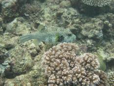 Album 2009-07 Great Barrier Reef Photo img_0935.jpg